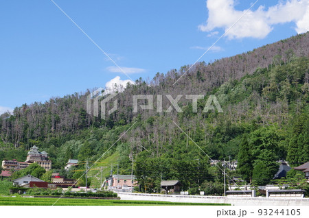 松くい虫の被害を受けた山林 長野県松本市近郊のアカマツの山林 松くい虫の被害を受けた山林 長野県松本市近郊のアカマツの山林 93244105