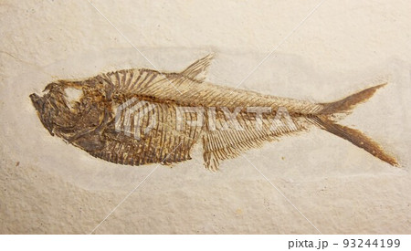 魚の化石 魚の化石 93244199