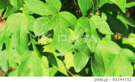 綿の葉や花や実った綿のある風景 綿の葉や花や実った綿のある風景 93244752