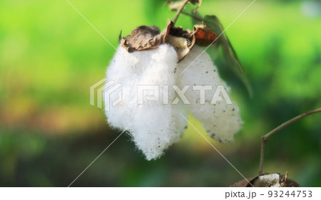 綿の葉や花や実った綿のある風景 綿の葉や花や実った綿のある風景 93244753