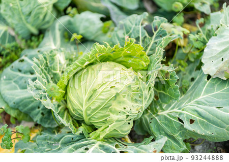 キャベツ、きゃべつ、グリーン、食物、栽培、野菜畑、農作物、植物