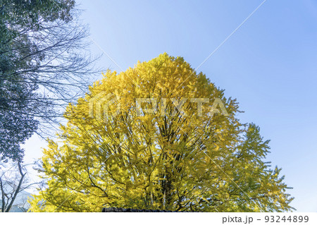 中辺路(福定)の大銀杏の黄葉 中辺路(福定)の大銀杏の黄葉 93244899