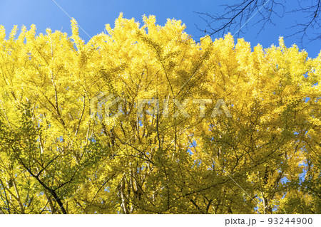 中辺路（福定）の大銀杏の黄葉 93244900