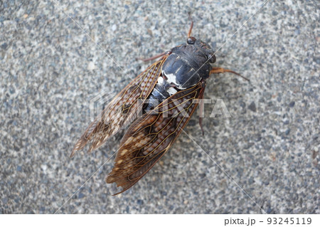 アブラゼミ アブラゼミ 93245119