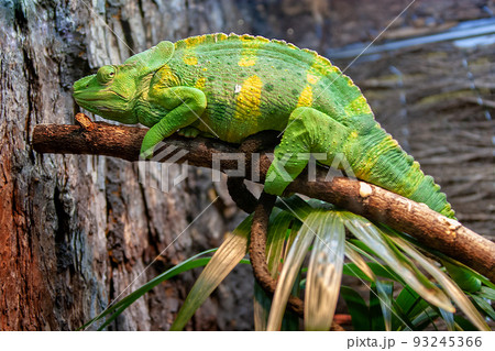 A large lime green with yellow spots lizard like a chameleon or iguana lies on a branch. A large lime green with yellow spots lizard like a chameleon or iguana lies on a branch. 93245366