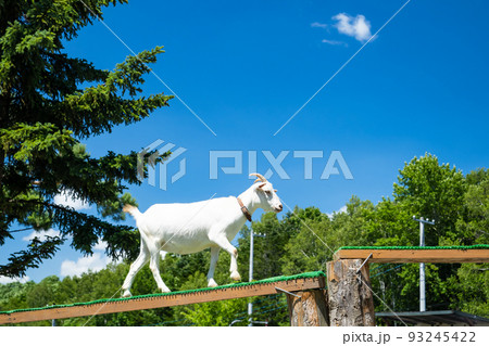 青い空と白いヤギ 青い空と白いヤギ 93245422