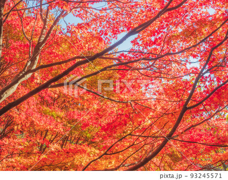 イロハモミジの紅葉 イロハモミジの紅葉 93245571