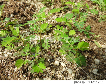 道端や畑に多く見られる雑草「コミカンソウ」 93245733