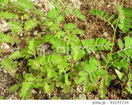 道端や畑に多く見られる雑草「コミカンソウ」 道端や畑に多く見られる雑草「コミカンソウ」 93245734