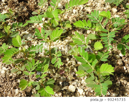 道端や畑に多く見られる雑草「コミカンソウ」 93245735