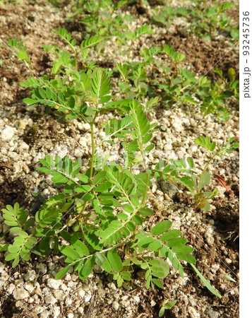 道端や畑に多く見られる雑草「コミカンソウ」 93245736