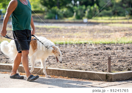 コリーに似た大型犬のボルゾイを連れて散歩する男性の写真素材