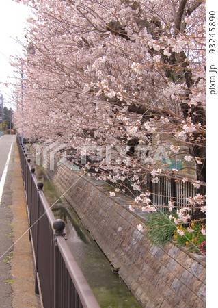 川沿いの桜 93245890
