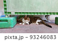 昼下がりの地域猫・さくらねこ 93246083