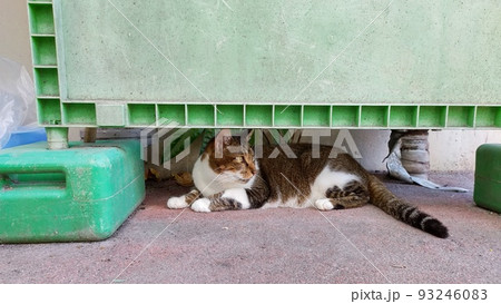昼下がりの地域猫・さくらねこ 昼下がりの地域猫・さくらねこ 93246083