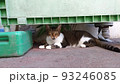 昼下がりの地域猫・さくらねこ 93246085