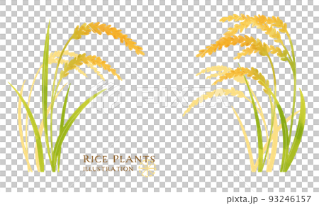 Color illustration of ear of rice 93246157