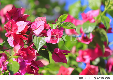 満開のブーゲンビリア（筏葛 /　いかだかずら） 93246390