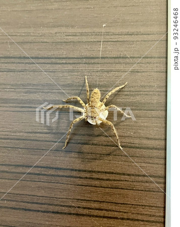 卵を抱えるアシダカグモ 93246468