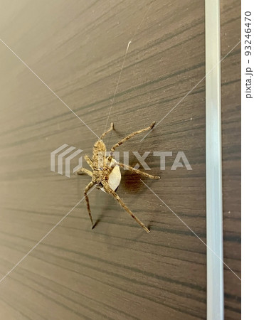 卵を抱えるアシダカグモ 卵を抱えるアシダカグモ 93246470