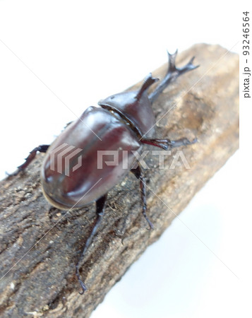 カブトムシ　夏休み　子供 93246564