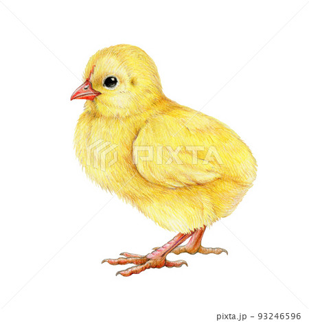 Transparent Baby Chick Png - Cute Baby Chickens To Draw, Png Download - vhv