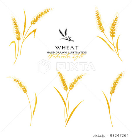 麦の水彩カラーイラスト（黄） 93247264