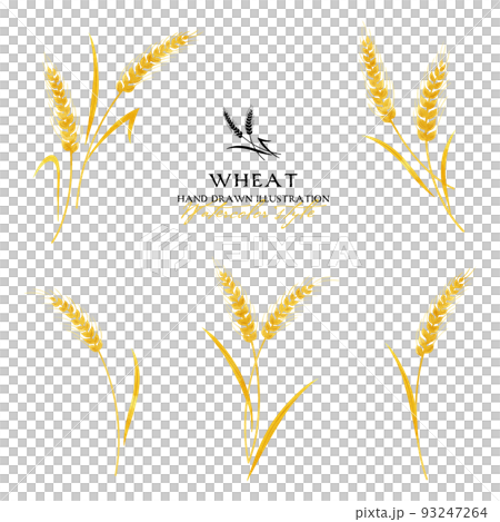 Wheat watercolor color illustration (yellow) 93247264