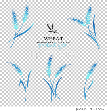 小麥水彩彩色插圖（藍色） 93247267