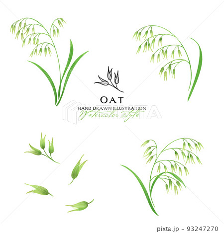 オーツ麦の水彩カラーイラスト（緑） 93247270
