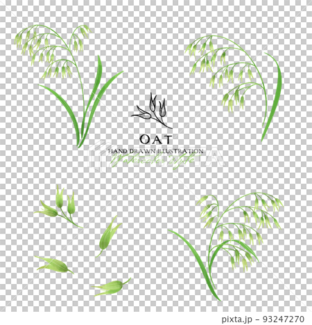 オーツ麦の水彩カラーイラスト（緑） 93247270