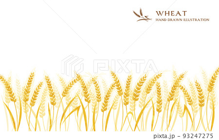 麦穂の水彩カラーイラスト（ワイド） 93247275