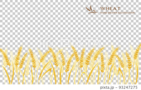 Wheat ear watercolor color illustration (wide) 93247275