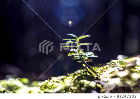 原生林に生える苔のクローズアップ。エコロジー,自然,環境,持続化のイメージ,背景素材 93247305