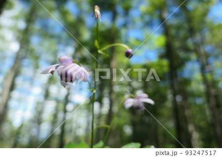 レンゲショウマ 93247517