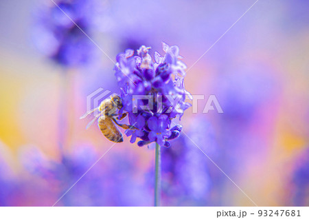 美瑛のカラフルな花畑 ぜるぶの丘 美瑛のカラフルな花畑 ぜるぶの丘 93247681
