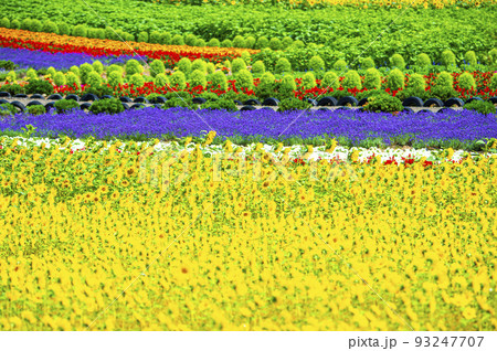 美瑛のカラフルな花畑 ぜるぶの丘 美瑛のカラフルな花畑 ぜるぶの丘 93247707