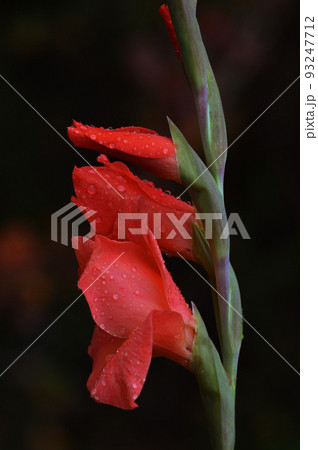 A blooming bud of a red flower of Gladiolus or Spike (lat. Gladiolus) in profile against a dark background. Raindrops on flower buds. After the rain. Macro 93247712