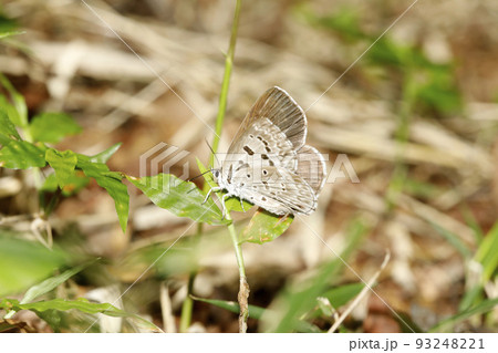 クロシジミ 93248221