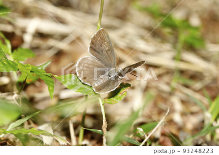 クロシジミ 93248223