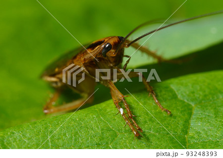 The red cockroach, or Prusak, Latin Blattella germanica, is a species of cockroaches from the Ectobiidae family. Macro, Close-up. Selective focus image. 93248393