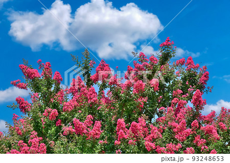 サルスベリの花 93248653