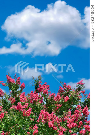 サルスベリの花 サルスベリの花 93248654