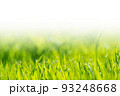 瑞々しい稲 93248668