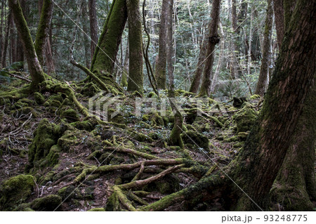 青木ヶ原樹海 青木ヶ原樹海 93248775
