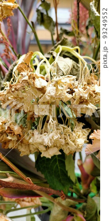 枯れた花 枯れた花 93249552