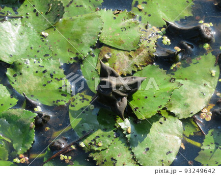 オニビシの葉と実 93249642