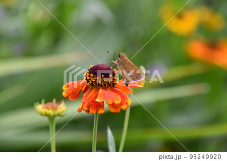 ガーデンミュージアム比叡 93249920