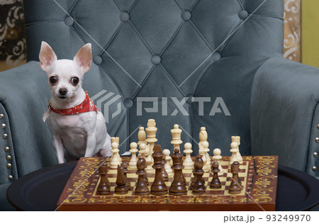 Chihuahua dog sits in a cozy armchair and plays chess in a competition, looking at the camera attentively and intently. Studio photo session of a chess player's dog. Chihuahua dog sits in a cozy armchair and plays chess in a competition, looking at the camera attentively and intently. Studio photo session of a chess player's dog. 93249970
