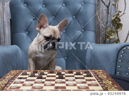 A bulldog dog plays checkers sitting in a cozy armchair in the living room and looks at the board while thinking about the strategy of the game. The dog is addicted to play. A bulldog dog plays checkers sitting in a cozy armchair in the living room and looks at the board while thinking about the strategy of the game. The dog is addicted to play. 93249976